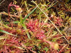 Saxifraga hypnoides