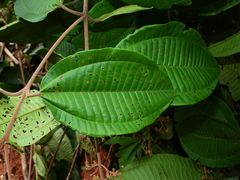 Miconia eriodonta