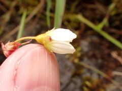 Saxifraga hypnoides