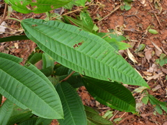 Miconia eriodonta