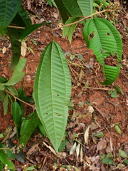 Miconia eriodonta