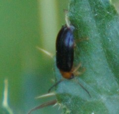 Conopalpus testaceus