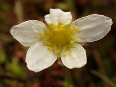 Saxifraga hypnoides