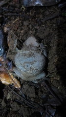 Rhinella dapsilis