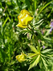 Trollius europaeus
