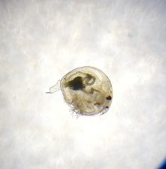 Chydorus sphaericus