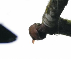 Lepidocolaptes lacrymiger