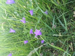 Campanula rotundifolia
