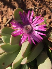 Acrodon purpureostylus
