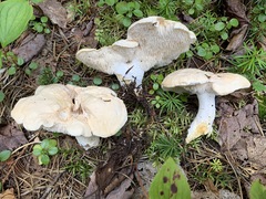 Hydnum washingtonianum