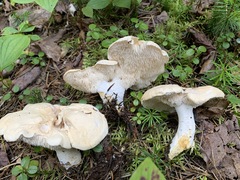 Hydnum washingtonianum