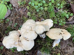 Hydnum washingtonianum