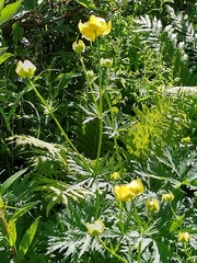Trollius europaeus