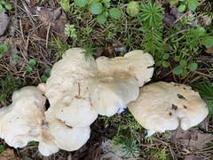 Hydnum washingtonianum