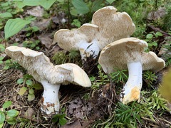 Hydnum washingtonianum