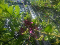 Wisteriopsis reticulata