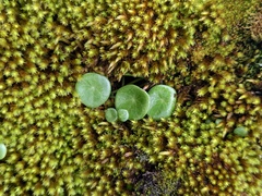 Peperomia bracteata