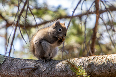 Tamiasciurus hudsonicus regalis