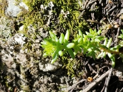 Sedum stenopetalum