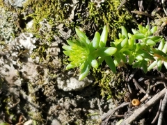 Sedum stenopetalum