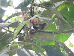 Mionectes striaticollis