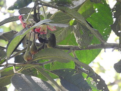 Mionectes striaticollis