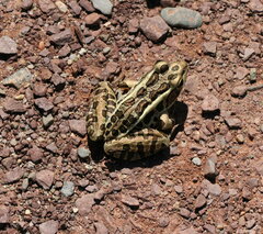 Media resource of Lithobates palustris