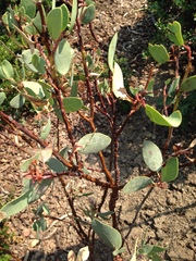 Arctostaphylos patula