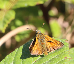 Ochlodes sylvanus