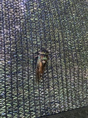 Neotibicen lyricen virescens