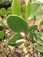 Arctostaphylos patula