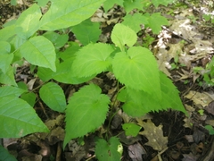 Symphyotrichum cordifolium
