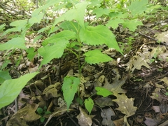 Symphyotrichum cordifolium