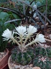 Discocactus placentiformis