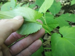 Symphyotrichum cordifolium