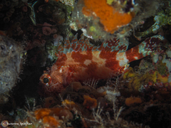 Scorpaena canariensis