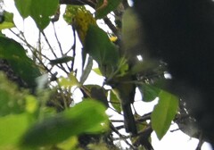 Myioborus flavivertex