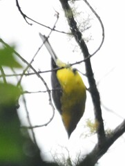 Myioborus flavivertex