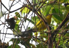 Myioborus flavivertex