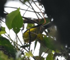 Myioborus flavivertex