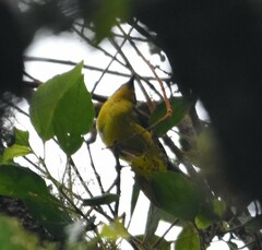 Myioborus flavivertex