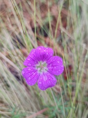 Geranium potentillifolium