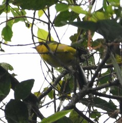 Myioborus flavivertex