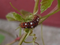 Thyrassia subcordata