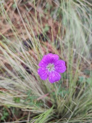 Geranium potentillifolium