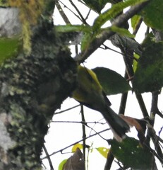 Myioborus flavivertex