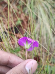 Geranium potentillifolium