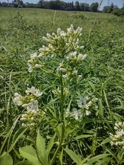 Napaea dioica