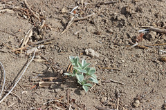 Astragalus argophyllus martinii