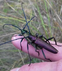 Aromia moschata moschata